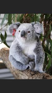 Pin By Ellen Tsagaris On Koala In 2020 Koala Bear Koala Marsupial Cute Funny Animals