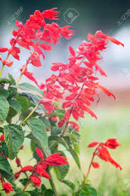 The large peony flowers are usually a light pink, dark pink or white color. Photo Of A Lot Of Beautiful Flowers Salvia Coccinea In The Garden Stock Photo Picture And Royalty Free Image Image 130505629