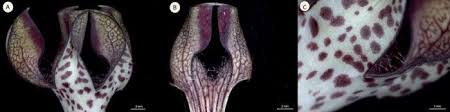 Image result for Ceropegia crassifolia