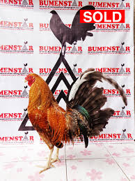 Ketika ninja asli jepang beraksi, begini skillnya.!! Jual Ayam Filipin Philipine Impor Asli Dom