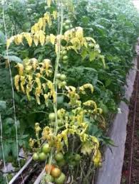 Image result for tomato seedling fusarium wilt