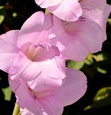 Light pink colour flowers images. Alexandrite Light Pink Flower Guide