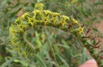 Image result for Heliotropium zeylanicum