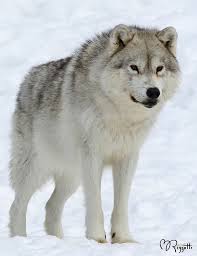 Arctic Wolf Omega Park Sly Smile Wolf Dog Wolf Poses Wolf Love