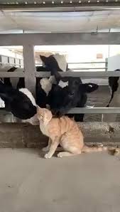 Weirdly Video In 2020 Cute Baby Animals Kittens Cutest Cute Animals