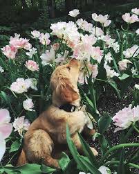 Pin Van Seval Ates Op Animals Schattige Dieren Schattigste Dieren Schattigste Honden