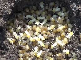 Należy do rodziny turkuciowatych (gryllotalpidae). Turkuc Podjadek Jak Wyglada Zwalczanie Jak Zlapac Garden Vegetables Snacks