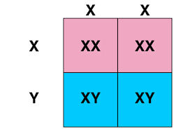 Gizmo mouse genetics lab (1 trait) review. Biology Geniventure Yellow Packet 1 Flashcards Quizlet