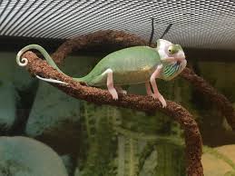 Pied Veiled Chameleon Cute Animals Animals Baby Animals