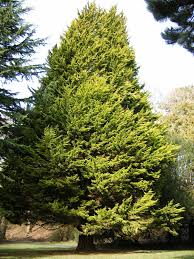 Image result for Marsilea macrocarpa