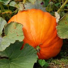 Image result for Cucurbita maxima