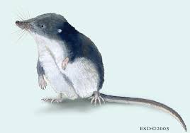 Image result for Neoschumannia