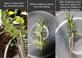 Image result for rosemary cuttings