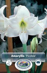 Image result for Hippeastrum