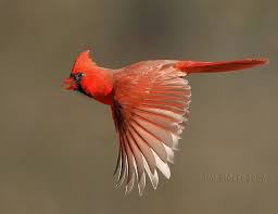 Flying Northern Cardinal Cardinal Birds Pet Birds Nature Birds