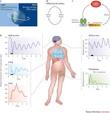 For each entry the number of the remaining days is also shown, except for the dates already in the past. Transcriptional Architecture Of The Mammalian Circadian Clock Nature Reviews Genetics