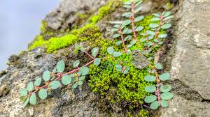 Image result for Euphorbia prostrata