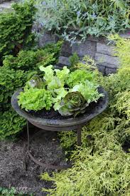 But for those folks who are just getting started, container gardening can feel a little bit overwhelming. Container Vegetable Plants The Best Varieties For Success