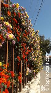 Image result for Lantana