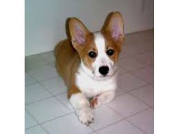 Puppyfinder.com is your source for finding an ideal cardigan welsh corgi puppy for sale in alabama, usa area. Pembroke Welsh Corgi Puppies Animals Akron Ohio Announcement Corgi Breeds Pembroke Welsh Corgi Puppies Corgi