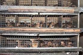 Cara merawat burung puyuh petelur dan pencegahan hama dan penyakit. Ayam Kandungan Puyuh Dewasa