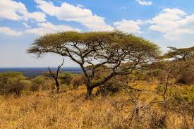 Image result for Acacia eriocarpa