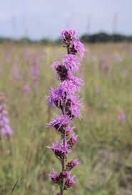 Image result for Blepharis aspera