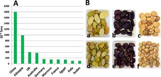 If you want to add extra time and energy you can wash and dry your beans. Symbolic Meaning And Use Of Broad Beans In Traditional Foods Of The Mediterranean Basin And The Middle East Journal Of Ethnic Foods Full Text