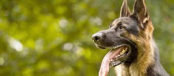 (shelburn) hide this posting restore restore this posting. Home Washington German Shepherd Rescue