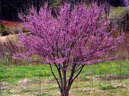 Your eastern redbud arrives at your door, ready to thrive. Cercis Canadensis Ace Of Hearts Eastern Redbud Is A Compact Deciduous Tree With A Dense Dome Shaped Cano Redbud Tree Eastern Redbud Purple Flowering Tree
