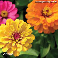 Browse our list of australian native plants today this guide offers you a common list of australian native plants, sorted alphabetically by the latin name they're defined by their narrow, tubular flowers, which appear in spring and summer. 10 Best Summer Flowering Plants For Instant Garden Colour Searles Gardening