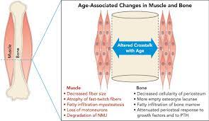 Browse 4,288 bone cross section stock photos and images available, or search for human bone cross section to find more great stock photos and pictures. Schematic Cross Section At The Midshaft Of A Long Bone Diaphysis Download Scientific Diagram