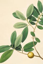 Image result for Diospyros mespiliformis
