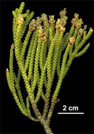 Image result for Selaginella imbricata