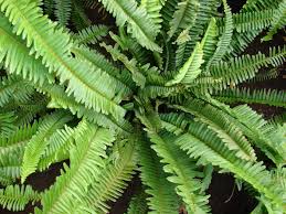 Image result for Nephrolepis acutifolia