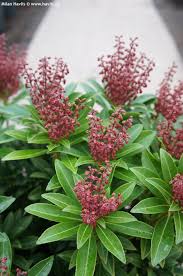 Image result for Pieris japonský obrázek