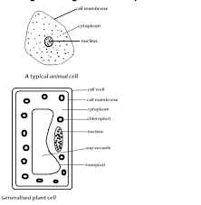 Diagram of a plant cell. Biology Notes Form 1 Pdf Biology Form 1 Questions And Answers Pdf