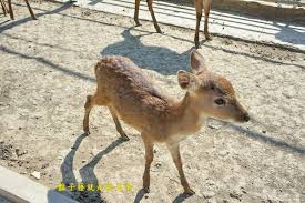 鹿境旅店梅花鹿園 台版奈良公園 墾丁小奈良墾丁梅花鹿生態園區地址 屏東縣恆春鎮南灣路728號墾丁梅花鹿生態園區電話 08 888 1940 墾丁梅花鹿生態園區門票 入園費 150 附一桶飼料 幼兒140公分以下免費入園墾丁梅花鹿生態園區營業時間 09 00 deer animals kangaroo
