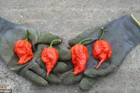 World S Hottest Peppers Grown In Uk Are Even Spicier This Year Stuffed Peppers Worlds Hottest Pepper Chilli Pepper