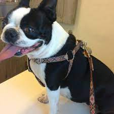 1100 s federal hwy, fort lauderdale, fl 33316, usa. Gentle Care Animal Hospital Veterinarian In Fort Lauderdale