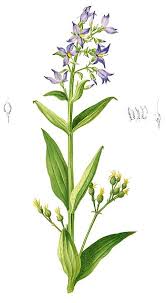 Image result for Congolanthus longidens