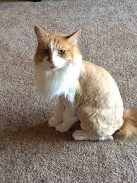 Maybe you would like to learn more about one of these? Sunrise Pet Hospital 8285 E Santa Ana Canyon Rd 150 Anaheim Ca 92808
