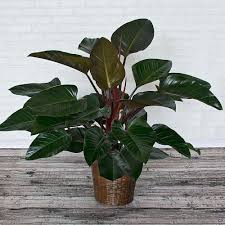 Philodendron red emerald vs rojo congo. A Broad Leafed Wide Growing Form Of Philodendron Great For Planters Or Hanging Baskets Philodendron Care Temperature Plants Potted Plants Patio Philodendron