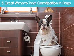 Adding a little mineral oil to the dog's meal can help in these cases. 5 Great Ways To Treat Constipation In Dogs Allivet Pet Care Blog