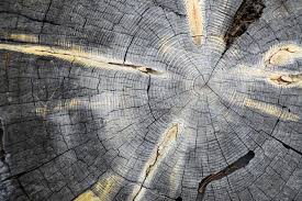 Diy tree ring planter ideas to beautify your outdoor. 25 495 Tree Rings Photos Free Royalty Free Stock Photos From Dreamstime