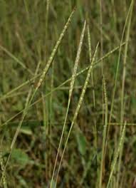 Image result for Ischaemum