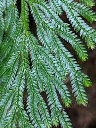 Image result for Selaginella eublepharis