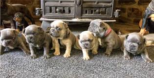 French bulldog puppies now available and ready for their new homes. French Bulldog Puppies For Sale Home Facebook