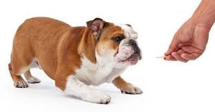 Pennsylvania is where greenfield puppies was founded in 2000. Victorian Bulldog Is This The Best Bulldog Perfect Dog Breeds