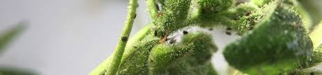 The black garden ant (lasius niger), also known as the common black ant, is a formicine ant, the type species of the subgenus lasius, which is found across europe and in some parts of north america. How To Get Rid Of Insects And Other Pests On Weed Plants